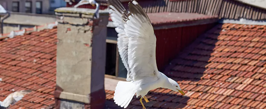 Residential Chimney Animal Removal Solution in Eureka, CA